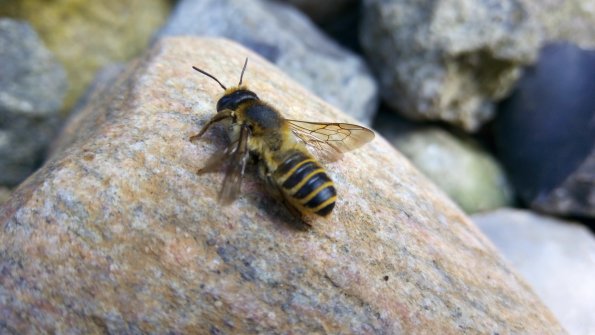 Biene auf Stein